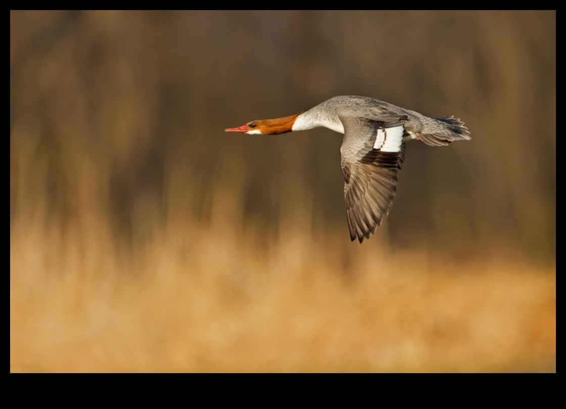 ציפורים במעוף המשך: שליטה באמנות הדאייה