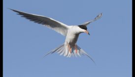 ציפורים במעוף המשך: בלט אווירי של כנפיים חינניות