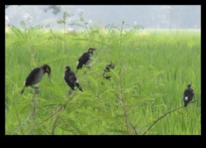 ציפורים וחקלאות: ההשפעה של מבקרים מנוצים על חוות