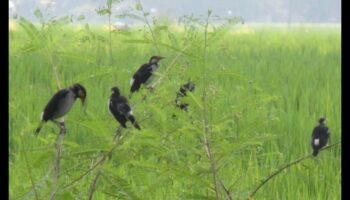 ציפורים וחקלאות: ההשפעה של מבקרים מנוצים על חוות