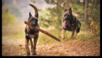 צמד דינמי: להבין ולטפח את הקשר שלך עם הכלב שלך