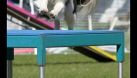 פארקור גור: תרגילי זריזות לכלבים אנרגטיים