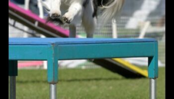 פארקור גור: תרגילי זריזות לכלבים אנרגטיים